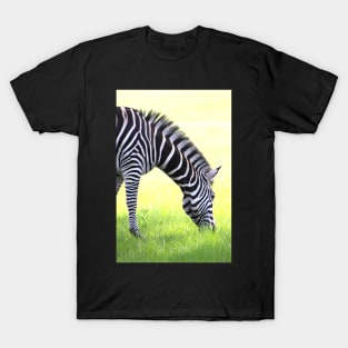 Zebra Grazing T-Shirt